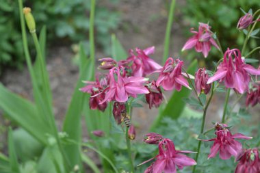 Güzel bir bahar günü. Çiçek bahçesi, ev çiçeği yatağı. Çok güzel. Yeşil çalılar, dallar. Aquilgia, çimenli uzun ömürlü bitki. Sarı infloresans
