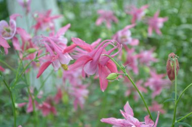 Güzel bir bahar günü. Çiçek bahçesi, ev çiçeği yatağı. Çok güzel. Yeşil çalılar, dallar. Aquilgia, çimenli uzun ömürlü bitki. Sarı infloresans