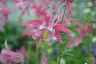 Güzel bir bahar günü. Çiçek bahçesi, ev çiçeği yatağı. Çok güzel. Yeşil çalılar, dallar. Aquilgia, çimenli uzun ömürlü bitki. Sarı infloresans