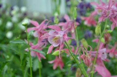 Güzel bir bahar günü. Çiçek bahçesi, ev çiçeği yatağı. Çok güzel. Yeşil çalılar, dallar. Aquilgia, çimenli uzun ömürlü bitki. Sarı infloresans