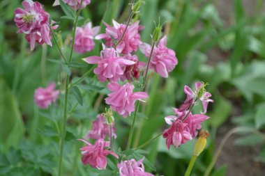 Güzel bir bahar günü. Çiçek bahçesi, ev çiçeği yatağı. Çok güzel. Yeşil çalılar, dallar. Aquilgia, çimenli uzun ömürlü bitki. Sarı infloresans