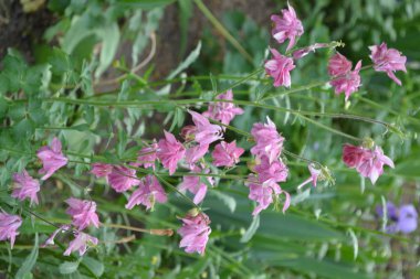 Güzel bir bahar günü. Çiçek bahçesi, ev çiçeği yatağı. Çok güzel. Yeşil çalılar, dallar. Aquilgia, çimenli uzun ömürlü bitki. Sarı infloresans