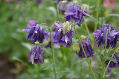 Güzel bir bahar günü. Çiçek bahçesi, ev çiçeği yatağı. Çok güzel. Yeşil çalılar, dallar. Aquilgia, çimenli uzun ömürlü bitki. Sarı infloresans