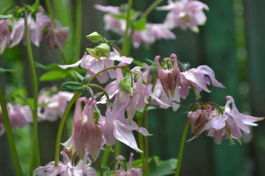 Güzel bir bahar günü. Çiçek bahçesi, ev çiçeği yatağı. Çok güzel. Yeşil çalılar, dallar. Aquilgia, çimenli uzun ömürlü bitki. Sarı infloresans