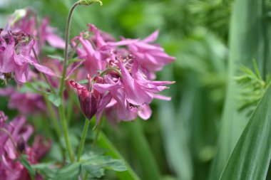 Güzel bir bahar günü. Çiçek bahçesi, ev çiçeği yatağı. Çok güzel. Yeşil çalılar, dallar. Aquilgia, çimenli uzun ömürlü bitki. Sarı infloresans