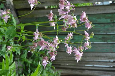 Güzel bir bahar günü. Çiçek bahçesi, ev çiçeği yatağı. Çok güzel. Yeşil çalılar, dallar. Aquilgia, çimenli uzun ömürlü bitki. Sarı infloresans