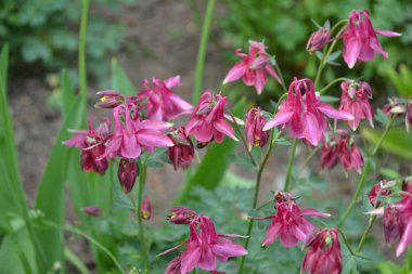 Güzel bir bahar günü. Çiçek bahçesi, ev çiçeği yatağı. Çok güzel. Yeşil çalılar, dallar. Aquilgia, çimenli uzun ömürlü bitki. Sarı infloresans