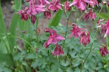 Güzel bir bahar günü. Çiçek bahçesi, ev çiçeği yatağı. Çok güzel. Yeşil çalılar, dallar. Aquilgia, çimenli uzun ömürlü bitki. Sarı infloresans