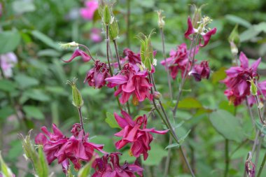 Güzel bir bahar günü. Çiçek bahçesi, ev çiçeği yatağı. Çok güzel. Yeşil çalılar, dallar. Aquilgia, çimenli uzun ömürlü bitki. Sarı infloresans