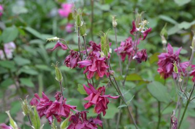 Güzel bir bahar günü. Çiçek bahçesi, ev çiçeği yatağı. Çok güzel. Yeşil çalılar, dallar. Aquilgia, çimenli uzun ömürlü bitki. Sarı infloresans