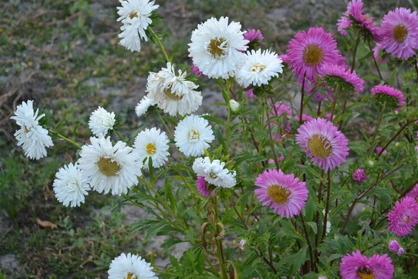 Beautiful blooming asters of pink and white flowers, other inflorescences. Autumn garden, home flower bed. Autumn landscape with aster. Selective focus