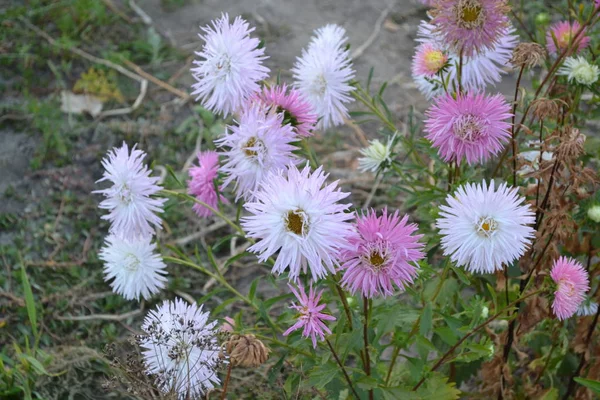 Beautiful blooming asters of pink and white flowers against other inflorescences. Autumn garden, home flower bed. Autumn landscape with colorful aster. Selective focus