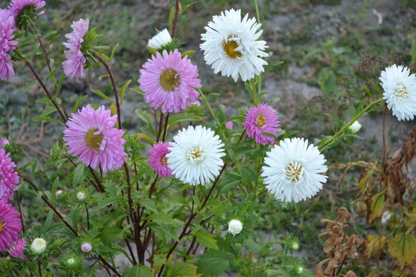 Beautiful blooming asters of pink and white flowers, other inflorescences. Autumn garden, home flower bed. Autumn landscape with colorful aster. Selective focus