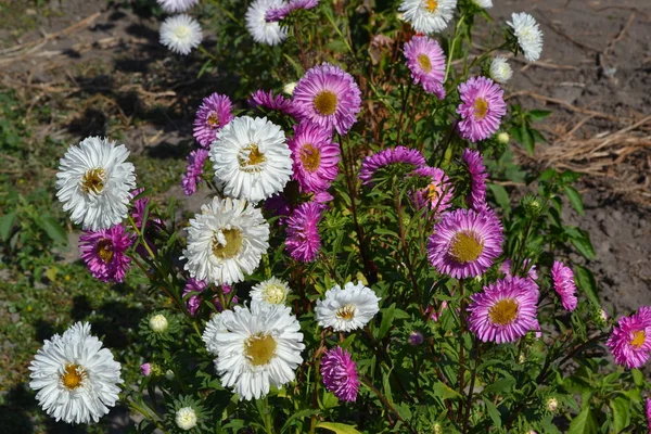 Autumn garden, flower bed. Beautiful asters of pink and white