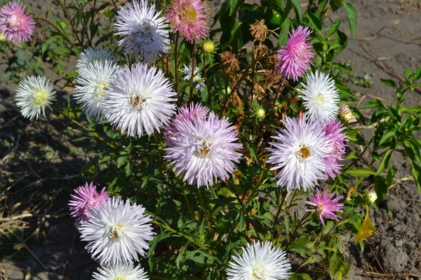 Autumn garden, home flower bed. Beautiful blooming asters of pink and white flowers against other inflorescences. Autumn landscape with colorful aster flowers. Selective focus