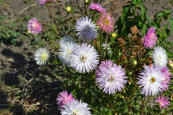 Autumn garden, home flower bed. Beautiful blooming asters of pink and white flowers against other inflorescences. Autumn landscape with colorful aster. Selective focus