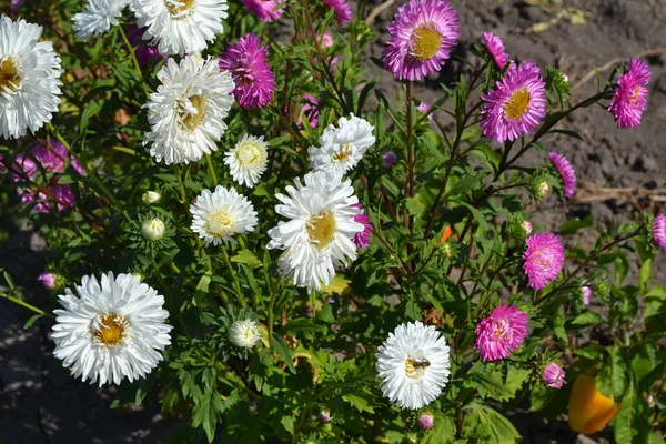 Autumn garden, home flower bed. Beautiful blooming asters of pink and white flowers. Green