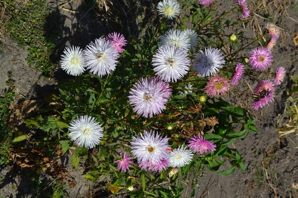 Autumn garden, home flower bed. Beautiful blooming asters of pink and white. Autumn landscape with colorful aster. Selective focus