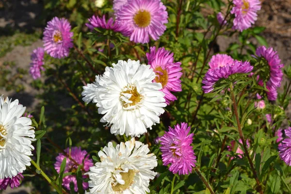 Autumn garden, home flower bed. Beautiful blooming asters of pink and white