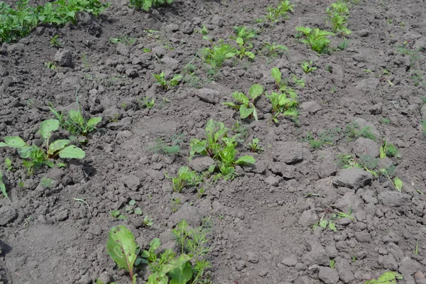 Sprouted beet seeds. Young green sprouts on on black ground. Delicate little leaves. Shoots of beet