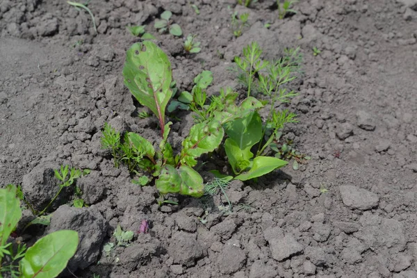 Sprouted beet seeds. Young green sprouts on on black ground. Delicate little leaves. Shoots of red beet