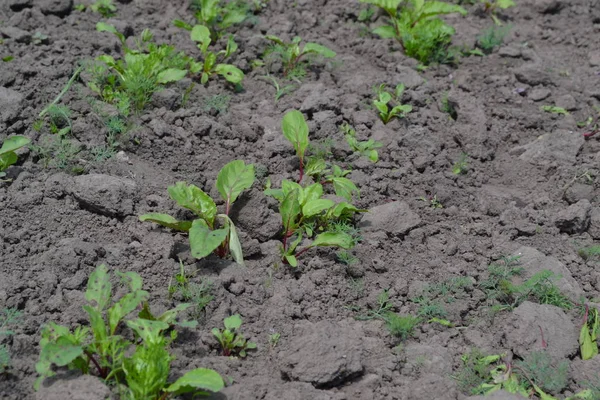 Sprouted beet seeds. Young green sprouts on on black ground. Delicate little leaves