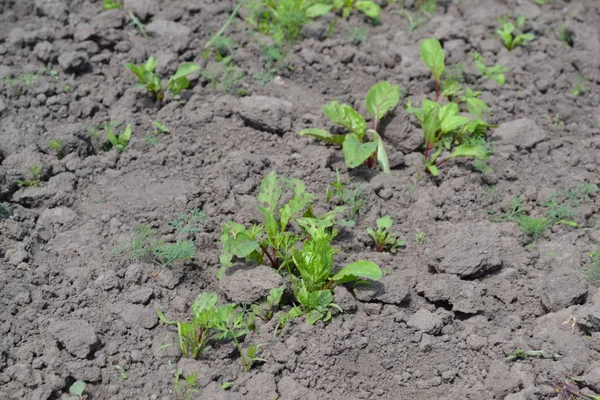 Sprouted beet seeds. Young green sprouts on on black ground. Leaves