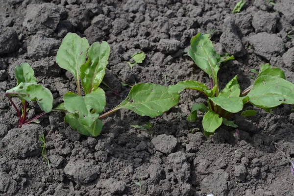 Sprouted beet seeds. Young green sprouts on on black ground