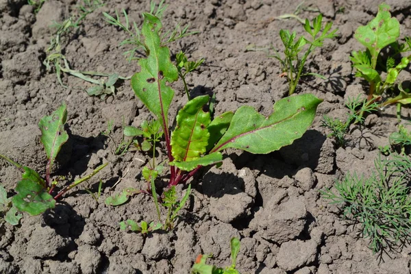 Young green sprouts on on black ground. Delicate leaves. Sprouted beet