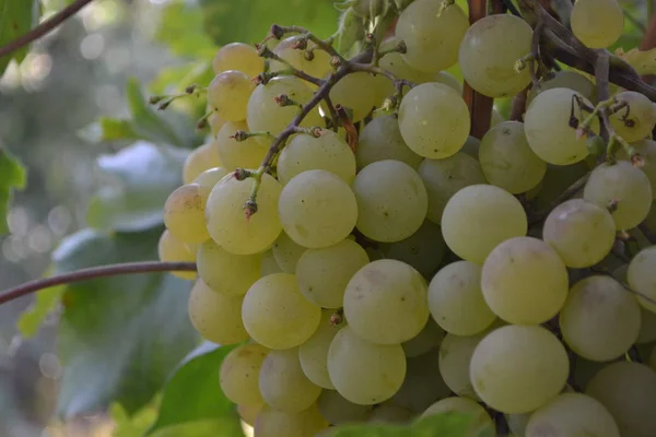 Paysage Automne Des Grappes Raisin Juteuses Délicieux Fruits Mûrs Sur — Photo