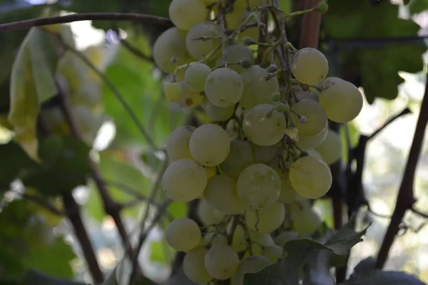 Paysage Automne Des Grappes Raisin Juteuses Gros Plan Raisins Verts — Photo