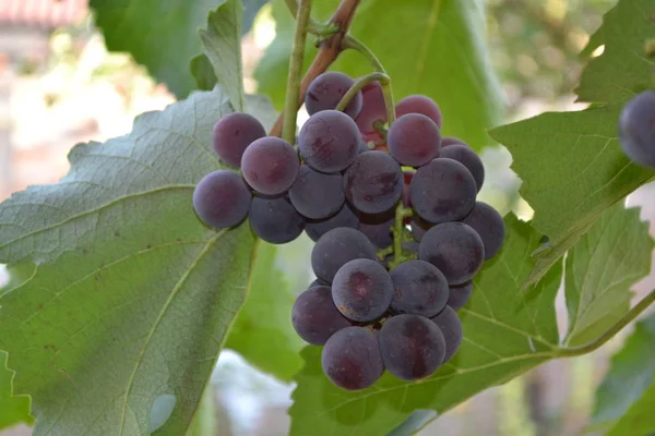 Paysage Automne Des Grappes Raisin Juteuses Délicieux Fruits Mûrs Sur — Photo