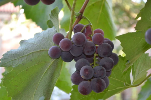 Paysage Automne Des Grappes Raisin Juteuses Délicieux Fruits Mûrs Sur — Photo