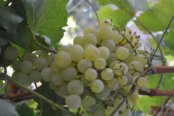 Höstlandskap Saftiga Druvklasar Läckra Mogna Frukter Tunna Grenar Bladen Närbild — Stockfoto