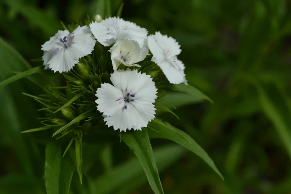 Small Inflorescences Bright Colorful Background Leaves Carnation Cloves Turkish Dianthus — 스톡 사진