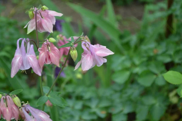 Belle Journée Printemps Jardin Fleurs Lit Fleurs Maison Bel Arbustes — Photo