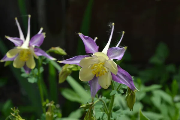 Belle Journée Printemps Jardin Fleurs Lit Fleurs Maison Bel Arbustes — Photo