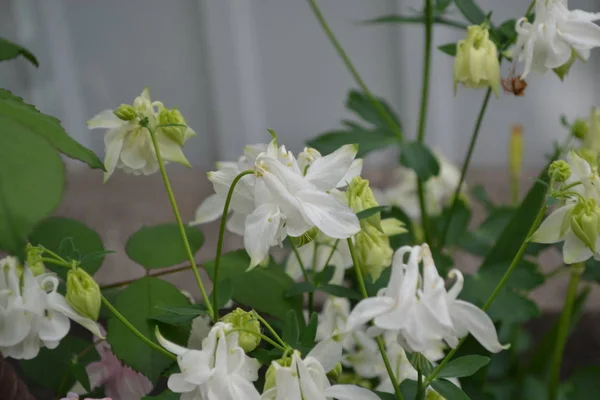 Trevlig Vårdag Blomma Trädgård Hem Blomma Säng Härligt Gröna Buskar — Stockfoto