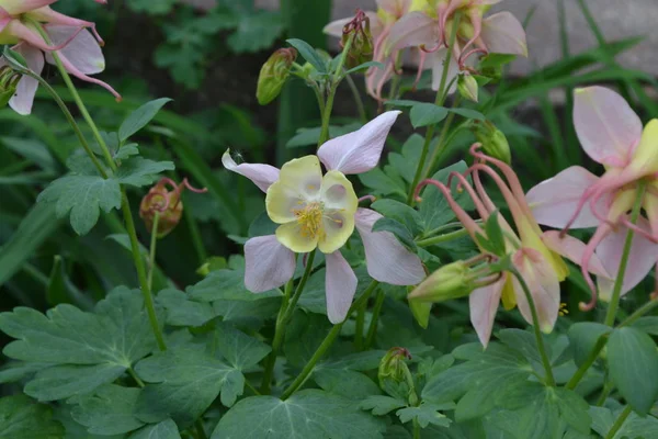 Belle Journée Printemps Jardin Fleurs Lit Fleurs Maison Bel Arbustes — Photo