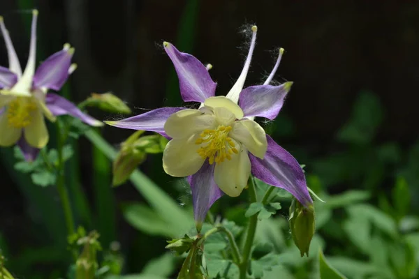 Belles Fleurs Aquilgia Plantes Herbacées Vivaces Inflorescences Bleues Violettes Photo — Photo