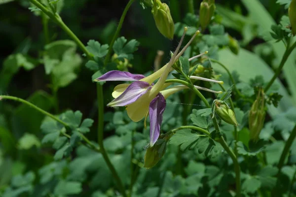 美しい花だAquilgia 草の多い多年生植物 青紫色の花序 垂直写真 — ストック写真