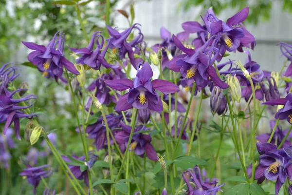 Lindas Flores Aquilgia Plantas Perenes Gramíneas Inflorescências Azuis Roxas Foto — Fotografia de Stock