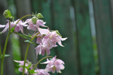 Güzel çiçekler. Aquilgia, çimenli uzun ömürlü bitkiler. Mavi, mor kızılötesi ışınlar. Dikey fotoğraf