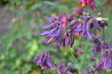 Güzel çiçekler. Aquilgia, çimenli uzun ömürlü bitkiler. Mavi, mor kızılötesi ışınlar. Dikey fotoğraf