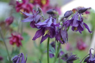 Nice spring day. Flower garden, home flower bed. Beautiful spring flowers. Sunny. Green bushes, branches. Aquilgia, grassy perennial plants