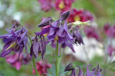 Nice spring day. Flower garden, home flower bed. Beautiful spring flowers. Sunny. Green bushes, branches. Aquilgia, grassy perennial plants