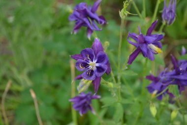 Nice spring day. Flower garden, home flower bed. Beautiful spring flowers. Sunny. Green bushes, branches. Aquilgia, grassy perennial plants