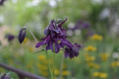 Nice spring day. Flower garden, home flower bed. Beautiful spring flowers. Sunny. Green bushes, branches. Aquilgia, grassy perennial plants