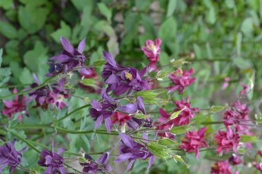 Nice spring day. Flower garden, home flower bed. Beautiful spring flowers. Sunny. Green bushes, branches. Aquilgia, grassy perennial plants