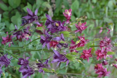 Nice spring day. Flower garden, home flower bed. Beautiful spring flowers. Sunny. Green bushes, branches. Aquilgia, grassy perennial plants